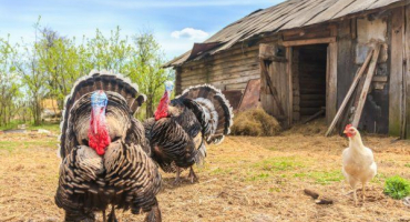 Jak postavit krůtí dům na soukromém dvorku?